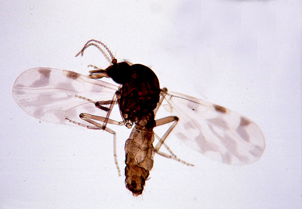 Culicoides imicola, a biting midge (Shamonda virus vector family)